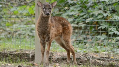 FOTO: Děčínská ZOO rozmnožila vzácného jelínka z Filipín