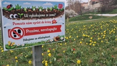 N&aacute;kladn&iacute; ulice rozkvetla: Stovky narcisů a tulip&aacute;nů proměnily cestu do Podměst&iacute;
