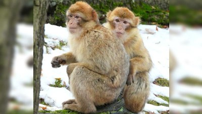 Tlupu makaků posílily dvě nové opičí holky