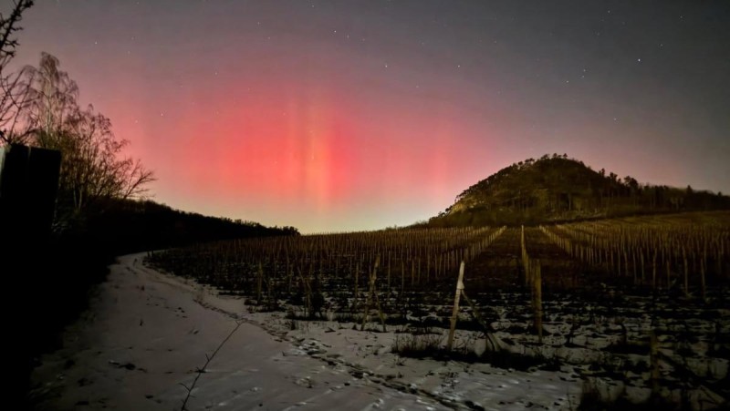 V&yacute;jimečn&aacute; pod&iacute;van&aacute; &ndash; mosteck&eacute; vinice oz&aacute;řila pol&aacute;rn&iacute; z&aacute;ře. Foto: Pavel Fekete