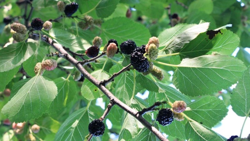 Ilustračn&iacute; foto: Pixabay / CC0