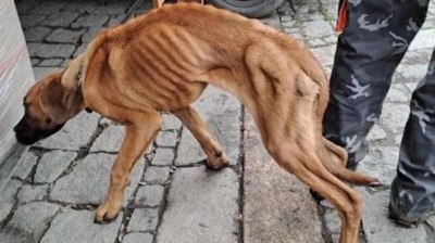 Zvrat v př&iacute;padu zubožen&eacute;ho Escobara: Policie obvinila muže z Podbořanska z t&yacute;r&aacute;n&iacute;