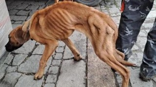 Foto: &Uacute;tulek Jiml&iacute;n