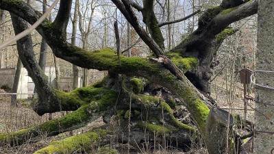 FOTO: Devět set let starý strom na úbočí Krušných hor je opředený pověstí. Nikdy už ale neobrazí