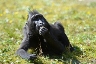 Makak chocholatý. Foto: Zoo Děčín