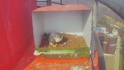 Sokoli zah&aacute;jili novou hn&iacute;zdn&iacute; sez&oacute;nu na kom&iacute;nech ORLEN Unipetrolu. V Litv&iacute;nově už maj&iacute; prvn&iacute; vaj&iacute;čko