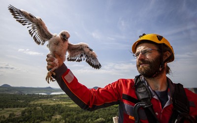 Sokoli z chemičky: útok cizí samičky přežilo jen jedno mládě, teď jej okroužkovali