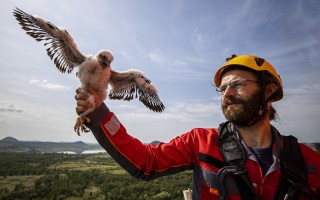 S napadením sokolích mláďat jinou sokolí samicí jsme se ještě nesetkali, říká ornitolog Václav Beran.