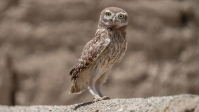 Každý sýček se počítá. I letos ornitologové okroužkovali na severozápadě Čech přes 70 mláďat