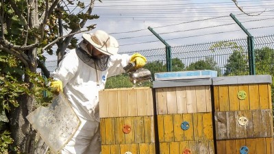 VIDEO: REPORTÁŽ: V elektrárně chovají včely, dávají velmi dobrý med. Nyní se stáčí akátový