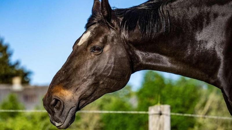 Ilustrační foto: Pixabay / CC0