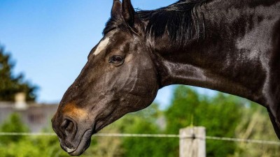 AKTUÁLNĚ: Dopravní nehoda u ONO! Srazil se náklaďák s transportem koní