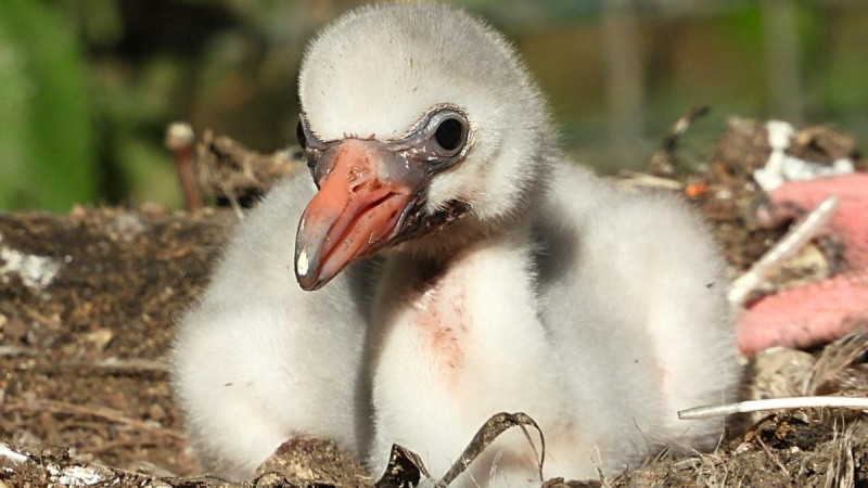 Zoopark loni slavil, dařilo se odchovat řadu přírůstků. Foto: Zoopark / Jana Mesteková