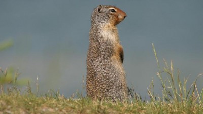 Na stráních Českého středohoří žijí sysli ze Švédska, mají za sebou leteckou cestu