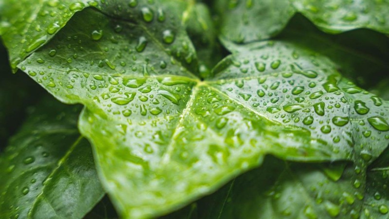 Ilustrační foto: Pixabay / CC0