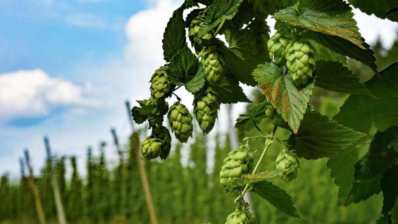 Ilustračn&iacute; foto: Pixabay / CC0