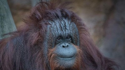 Ústeckou zoo opustí obě samice orangutanů. Zůstane tu jen samec Ferdinand