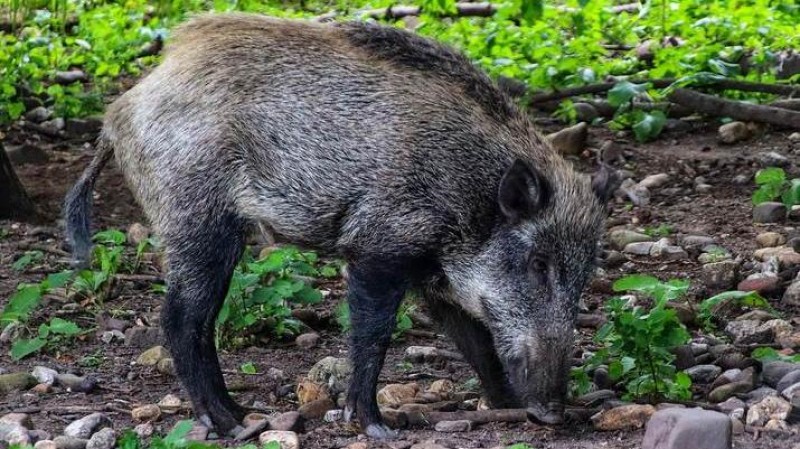 Ilustračn&iacute; foto: Pixabay / CC0