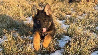 Věznice Nov&eacute; Sedlo m&aacute; nov&eacute; posily, Qamaya a Zodiak se připravuj&iacute; na v&yacute;cvik