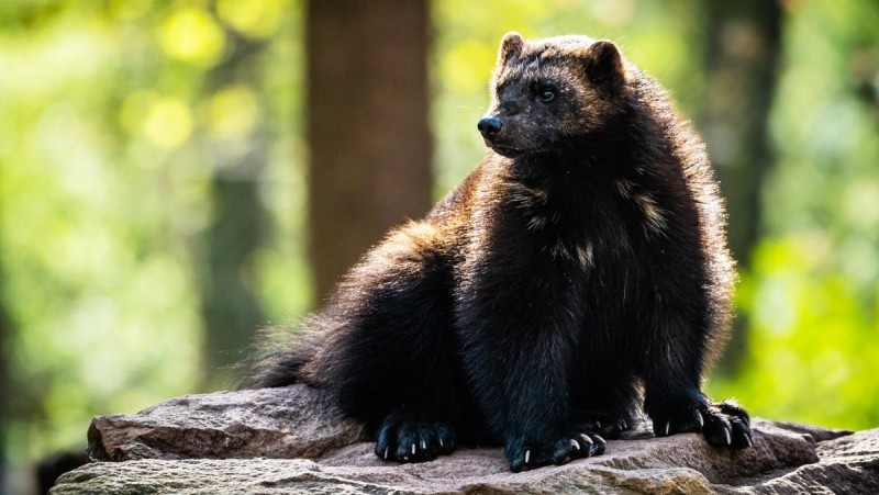 Rosomáci mají mladé, zatím se neví, kolik jich je. Foto: Zoopark / Helena Hubáčková