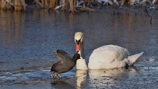 Ilustračn&iacute; foto: Pixabay / CC0