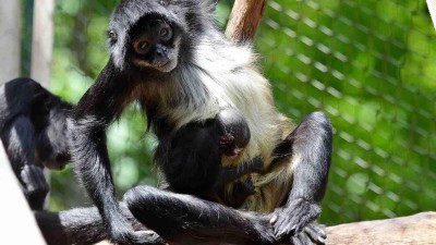 FOTO: Zoo Děčín hlásí odchov roku! Narodilo se tam mládě vzácného chápana