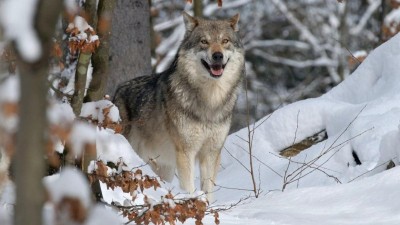 Vlci v Kru&scaron;n&yacute;ch hor&aacute;ch: Odborn&iacute;ci v Litv&iacute;nově ře&scaron;ili soužit&iacute; s &scaron;elmou, &scaron;kody hl&aacute;s&iacute; i obora na Chomutovsku