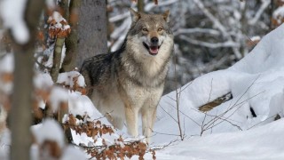 Ilustračn&iacute; sn&iacute;mek: AOPK/Jaroslav Vogeltanz