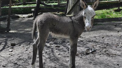 Zoo má nový přírůstek! Jmenuje se Vlastička a nosí bílé ponožky
