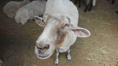 Chovatelé ovcí a koz by měli být obezřetní. Do Evropy se totiž vrátila nebezpečná nákaza těchto zvířat