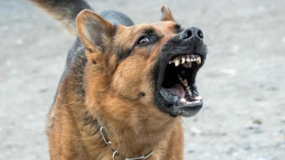 Strážníci v Lounech se zaměřili na venčení psů "na volno". Jeden pokousal v parku ženu