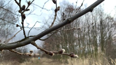 Začaly kvést kočičky. To se příliš často nestává, říká botanik