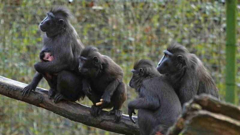 Mládě makaka. Foto: ZOO Děčín