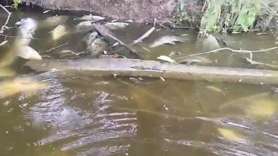 VIDEO: V řece Labi na Havraním ostrově umírají nedostatkem kyslíku ryby. Rybáři tam zakázali chytat