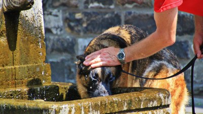 Státní veterinární správa upozorňuje na vysoké teploty, které mohou způsobit zvířatům problémy