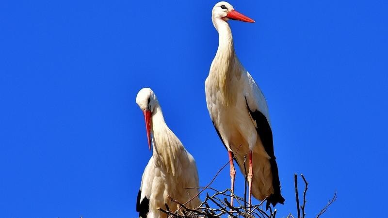 Ilustrační foto: Pixabay / CC0