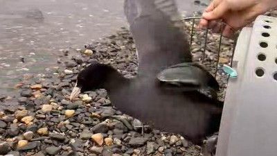 VIDEO: Zp&aacute;tky na hladině! Hasiči a zachr&aacute;nci vr&aacute;tili lysce svobodu