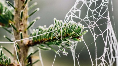 Ilustrační foto: Pixabay / CC0