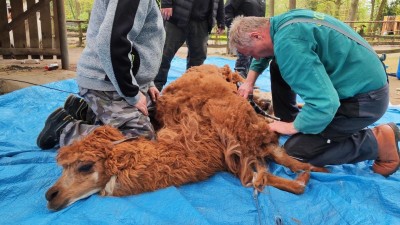 OBRAZEM: Lamy alpaky z děčínské zoo dostaly letní sestřih