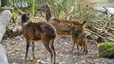 FOTO: Děčínská zoo rozmnožila vzácného jelínka z Filipín