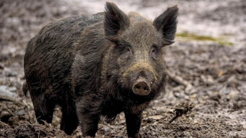 Ilustračn&iacute; sn&iacute;mek. Zdroj: Pixabay / CC0