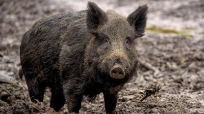 U divok&yacute;ch prasat v &Uacute;steck&eacute;m kraji se objevila Aujeszkyho choroba. Pro psy je smrteln&aacute;