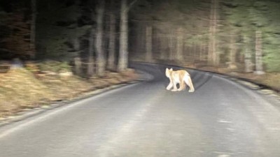 Vz&aacute;cn&eacute; setk&aacute;n&iacute;! Na pomez&iacute; Česk&eacute;ho &Scaron;v&yacute;carska a Lužick&yacute;ch hor byl spatřen rys ostrovid