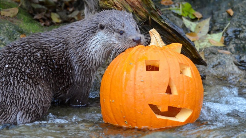 Zoo Děčín připravila pro zvířata dýňové hody. Foto: Zoo Děčín