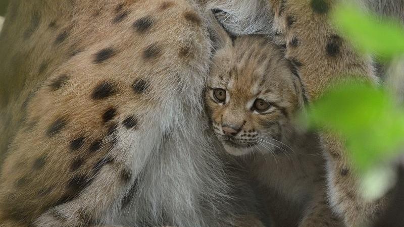 Foto: Zoo Děčín