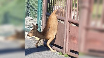 Strážníci ze Žatce spolu s hasiči zachránili srnu, která uvízla v plotě