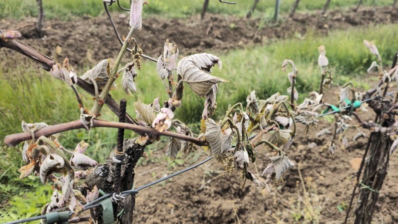 Smutný pohled na vinice ve Vičicích na Chomutovsku. Foto: Jakub Mikulášek