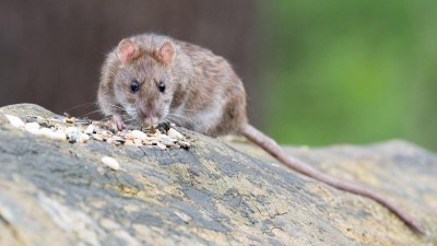 UPOZORNĚNÍ: Příští týden proběhne v Žatci plošná deratizace proti přemnoženým hlodavcům