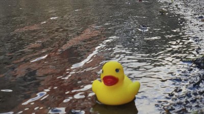 V Jirkově se konají závody gumových kachniček. Pomohou nemocným