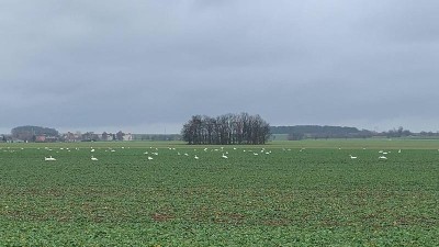 Pole u Nechranick&eacute; přehrady. Foto: Jitka F&aacute;rov&aacute;